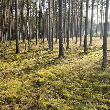Milochowka - Dom Drewniany Blizniak 別荘 ブジジェ・トゥホルスキエ