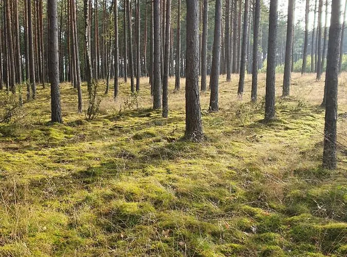 Milochówka - Dom Drewniany Bliźniak Dom wakacyjny Wdzydze Tucholskie